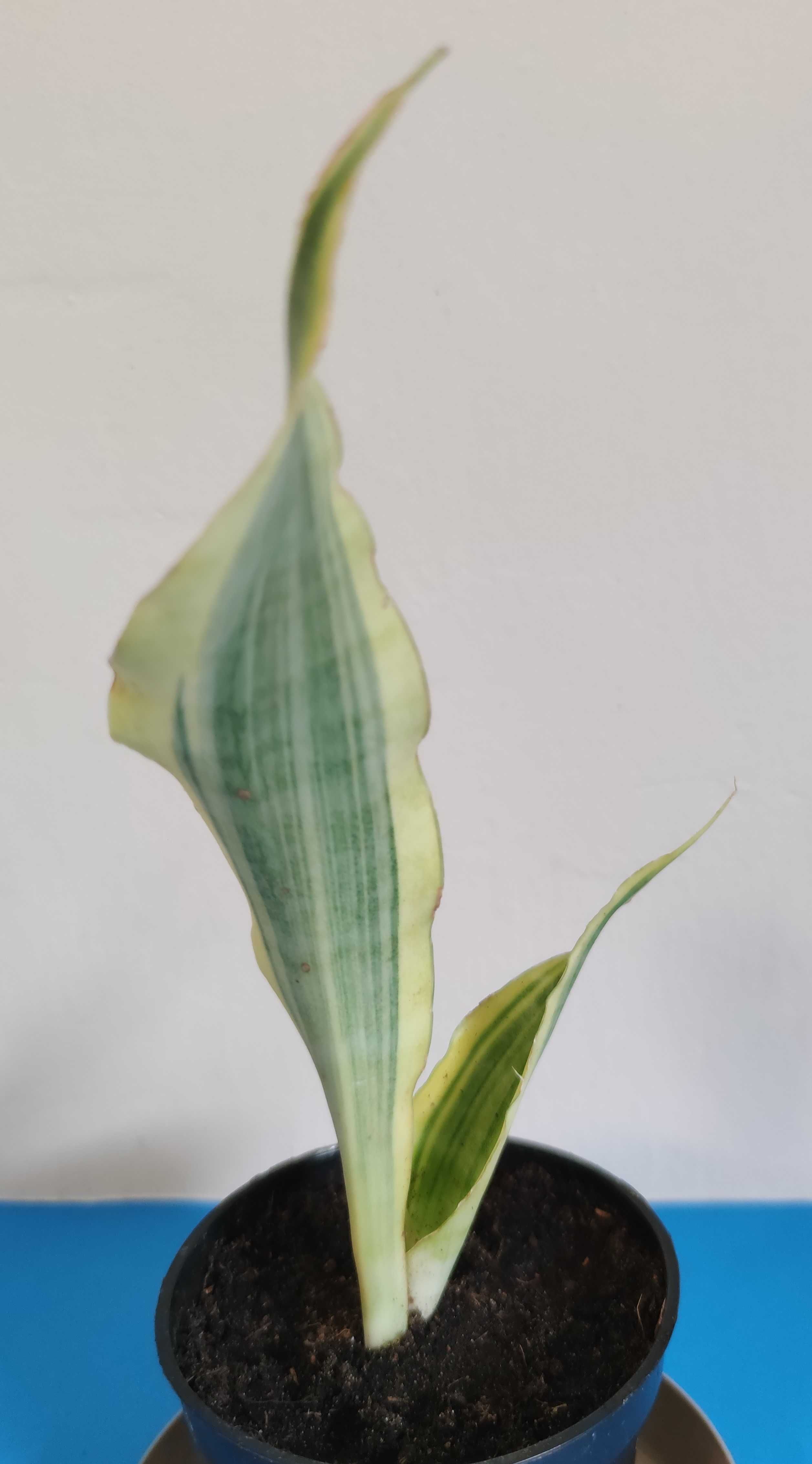 Sansevieria  Yellowstone