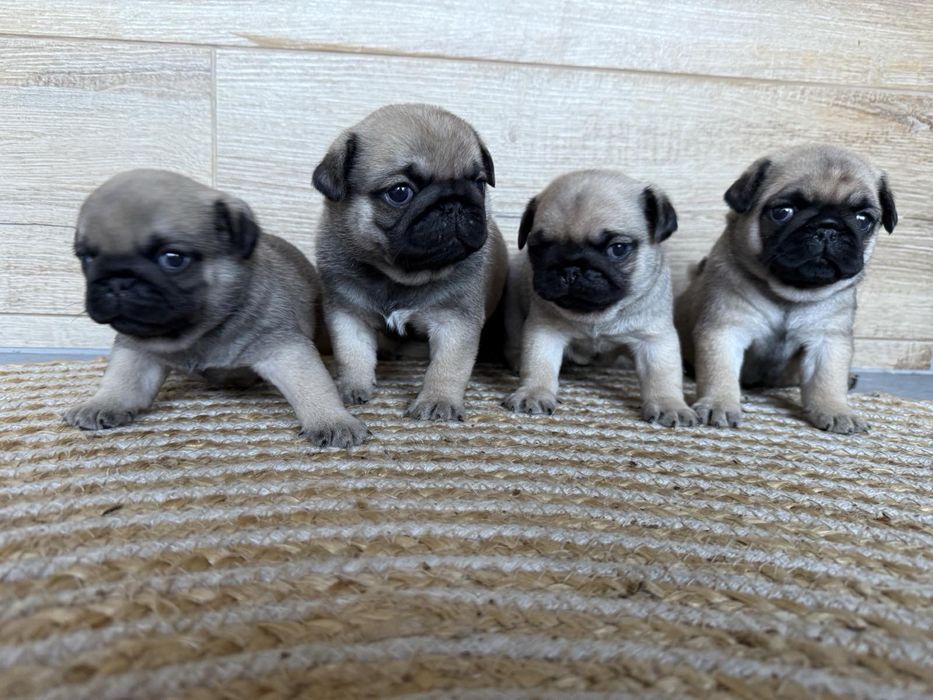 Мопси - цуценята.  Договірна ціна