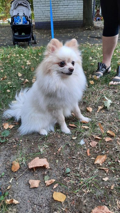 Чудовий хлопчик шпіца