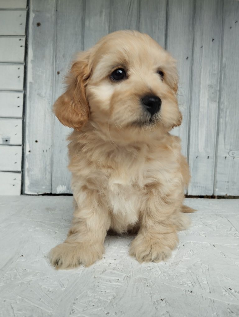 Cavapoo f1b , piesek Moris ( nie maltipoo pudel maltańczyk cavalier)