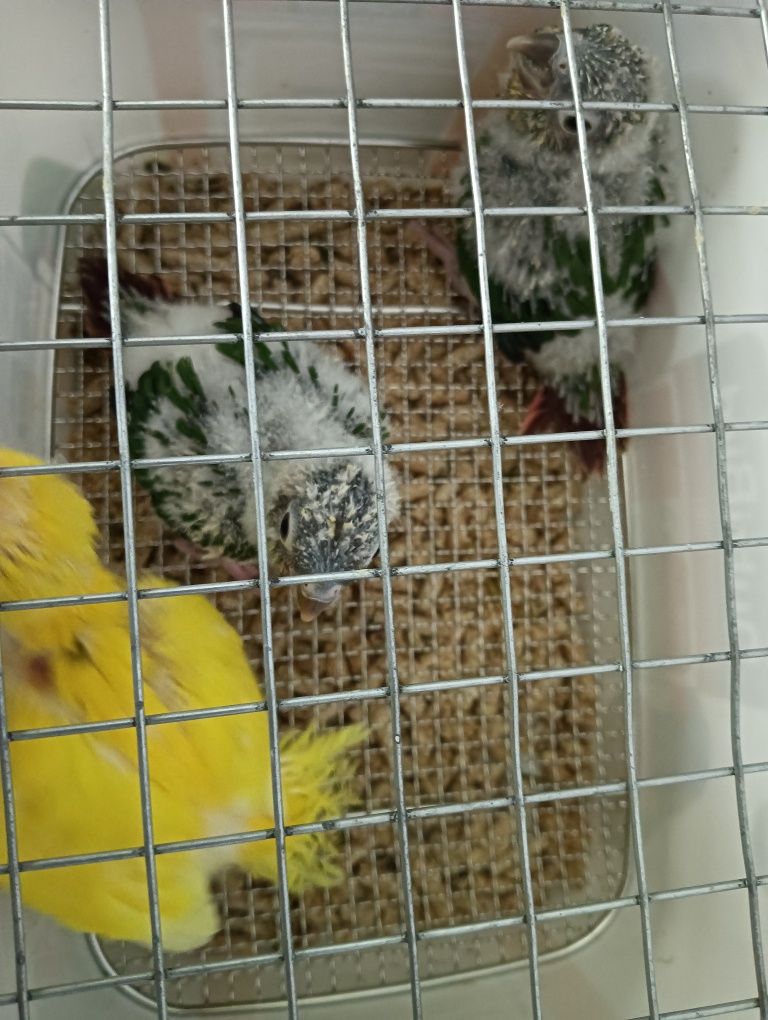 Várias aves de 2025