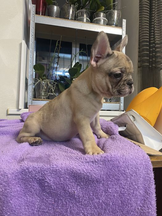 Дівчинка французький бульдог