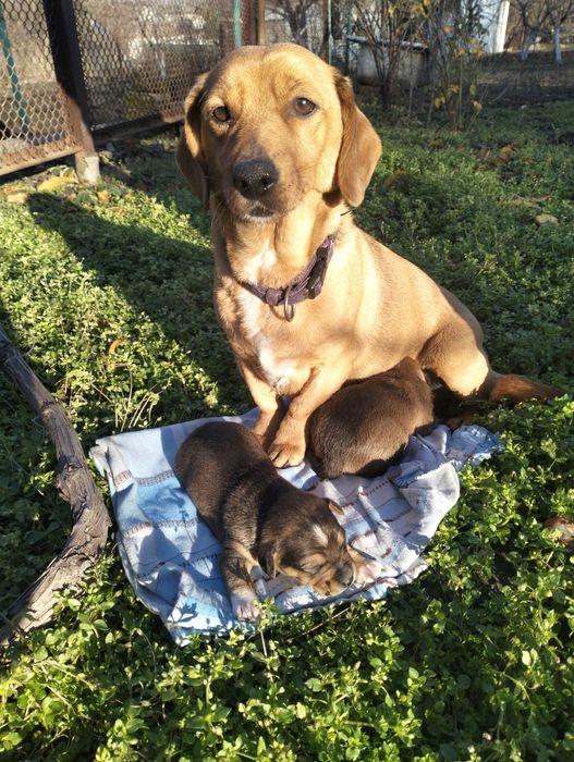 Щеночки метисы таксы