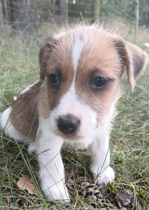 Pies parson Russell terrier
