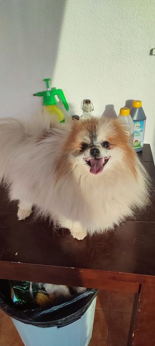 Продам плюшевых мишек