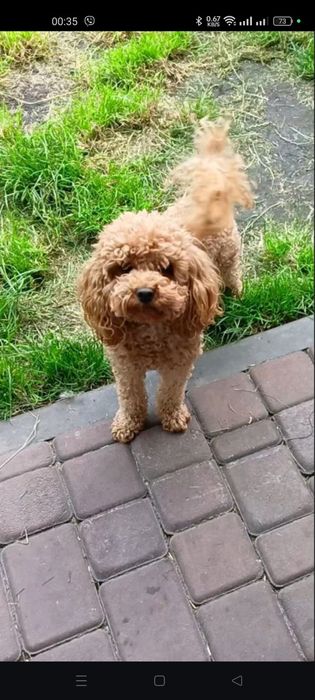 Той пудель вязка