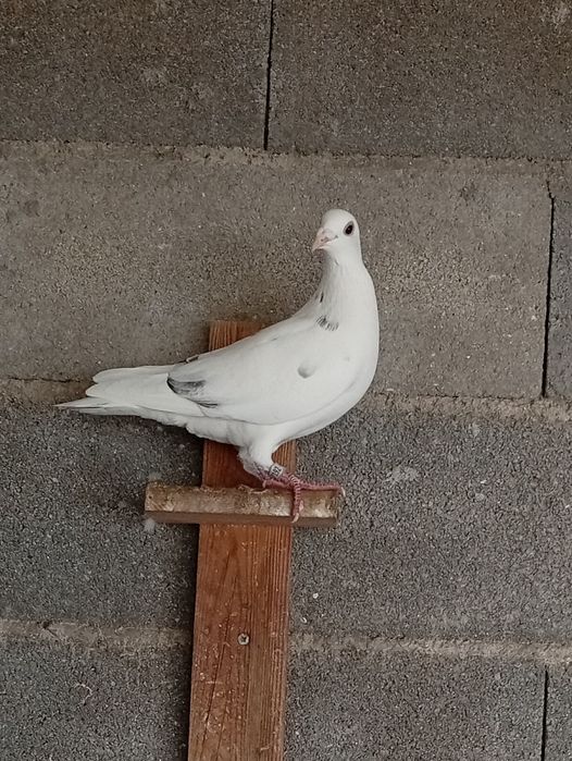 Pombos correios 2025