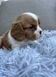 Cavalier King Cgarles Spaniel Fox