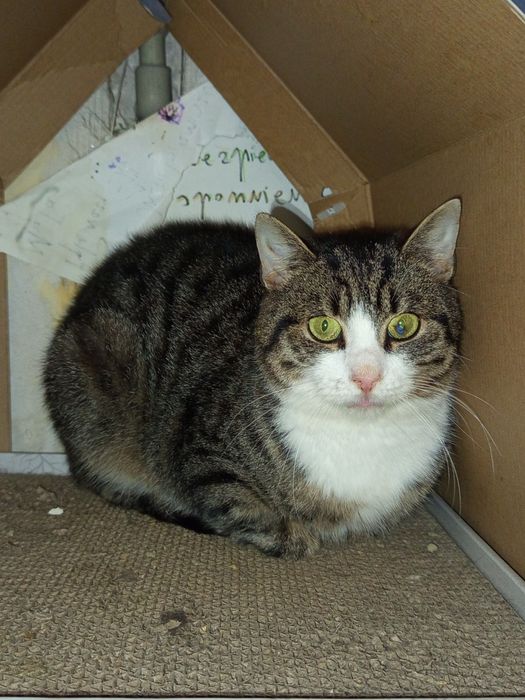 Migdał czeka na dom