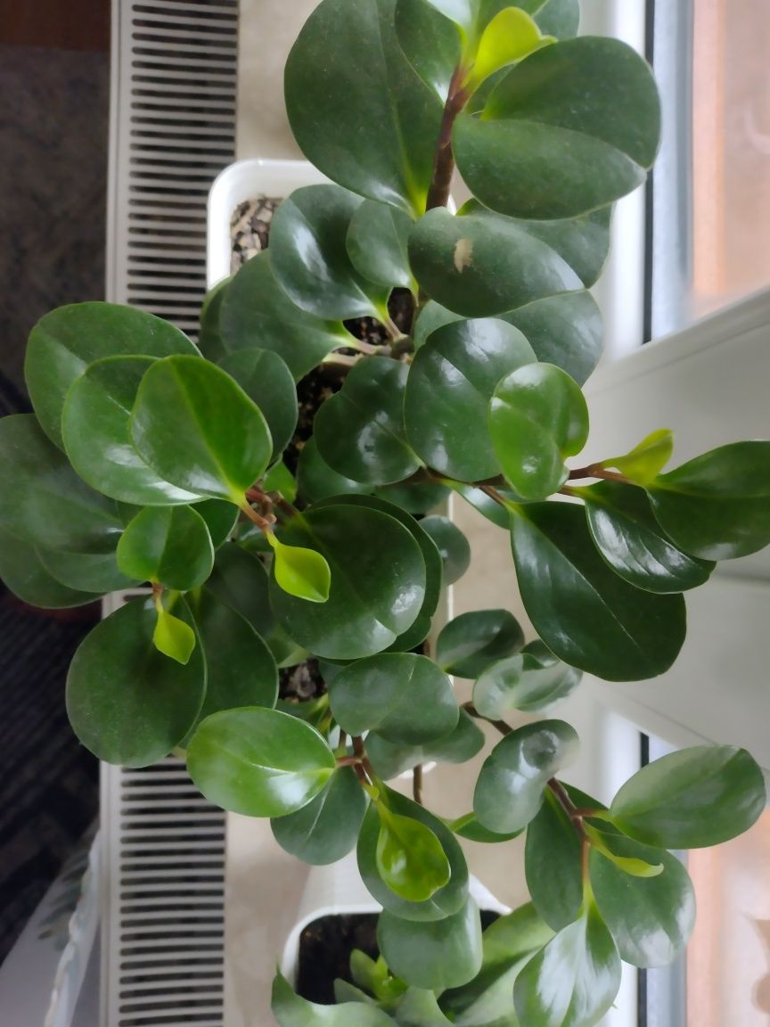 peperomia tepolistna