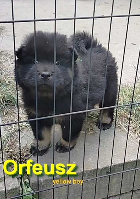 Eurasier FCI -  maluchy już gotowe do odbioru  !!!
