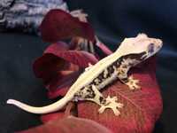 Gekon orzęsiony samiec crestie Gecko Correlophus ciliatus Lilly White