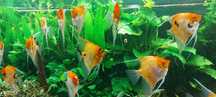SUPER CENA Skalar koi, red devil piękna intensywna barwa około 6-7cm