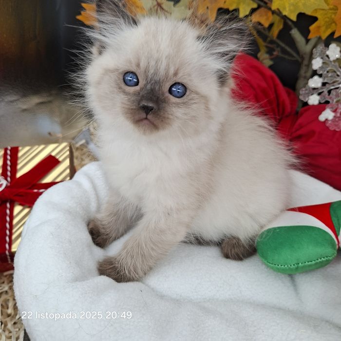 Kot Kotka Ragdoll Wyprawka Badania Genetyczne Rodowód