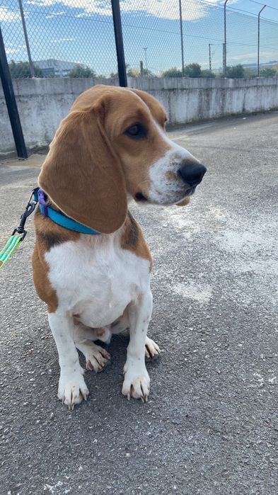 Beagle para Adoção