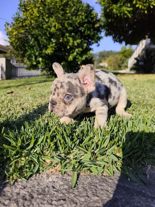 bulldog francês femea