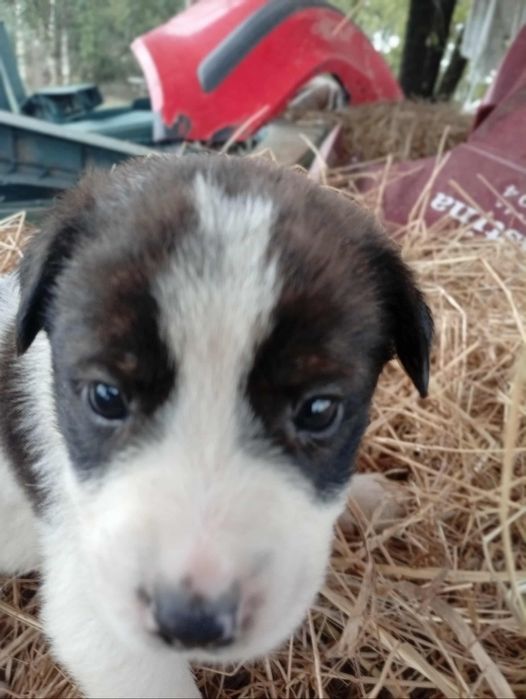 Rafeiros Alentejanos Puros