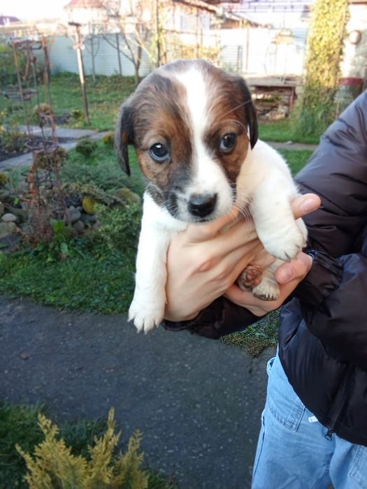 Джек Рассел тер'єр