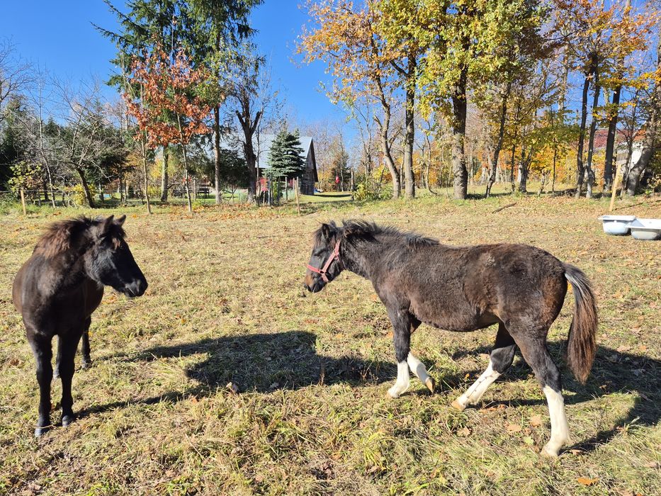 Sprzedam źrebice huculska