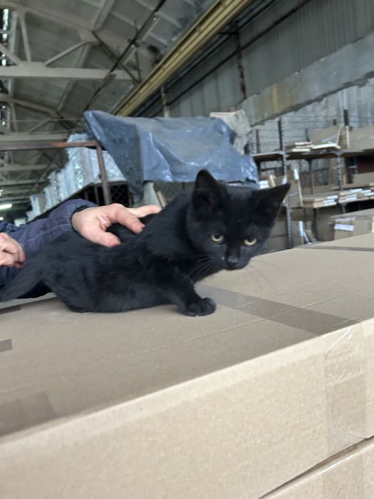 Кошеня в добрі руки!!!