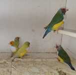 Diamantes de gould para cedência