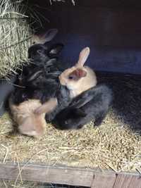 młode króliki mieszańca