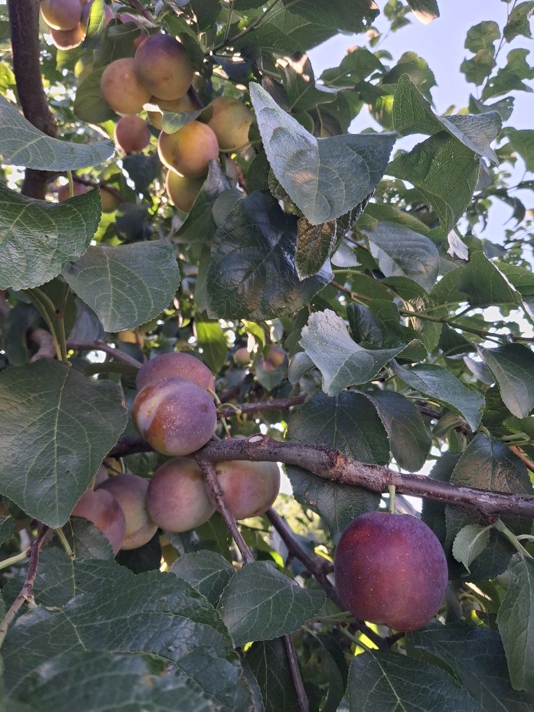 Продам солодкі сливи