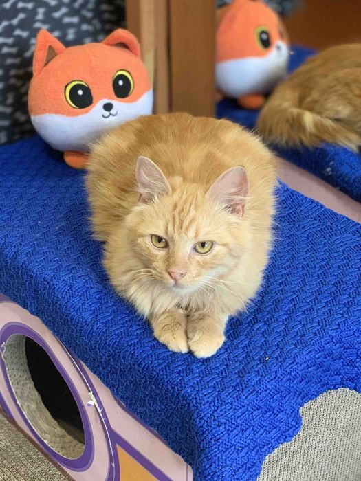 Котик шукає родину