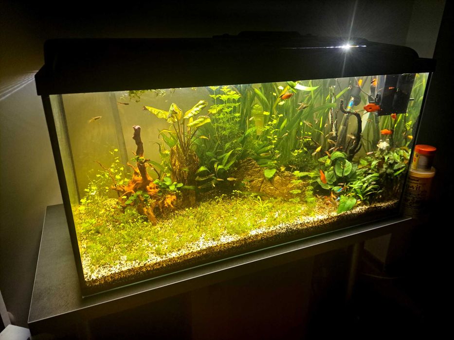 Rosliny i rybki do akrarium