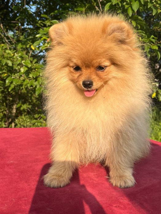 Мальчик померанского шпица