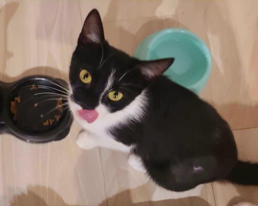 Trufelka szuka kochającego domu