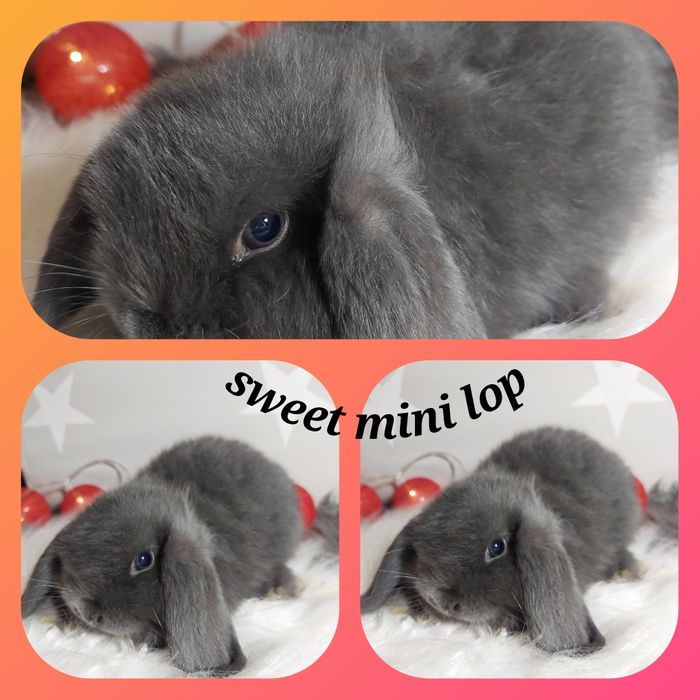 hobbistyczna hodowla królików Sweet Mini Lop