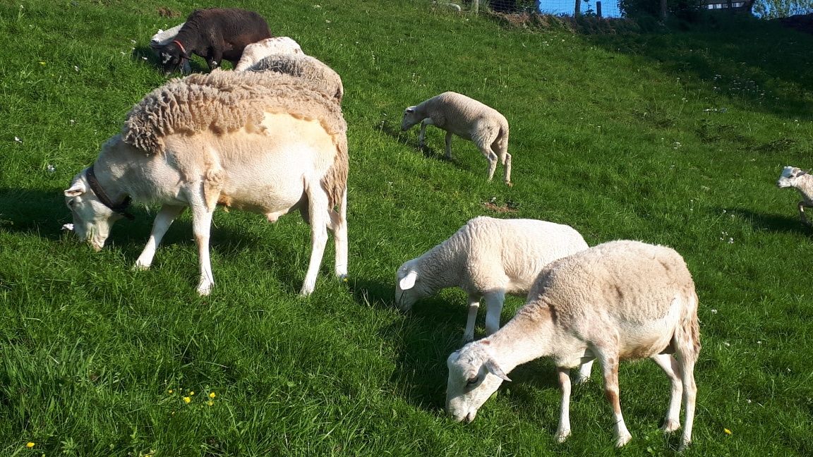 Owce z mlodymi nolana, jagnice młode, młode baranki nolana