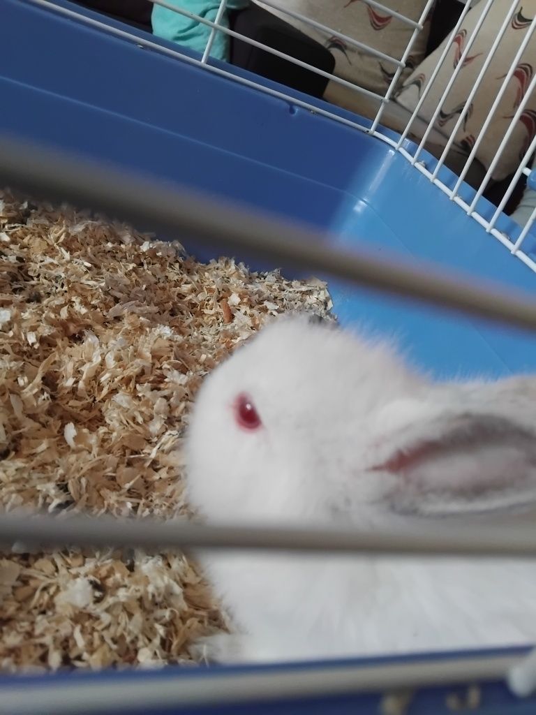 Coelhos anões bebés