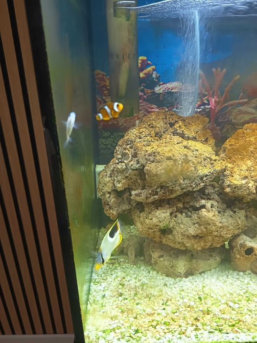 venda de peixes agua salgada