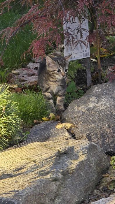 Zoltan kot kocurek adopcja schronisko