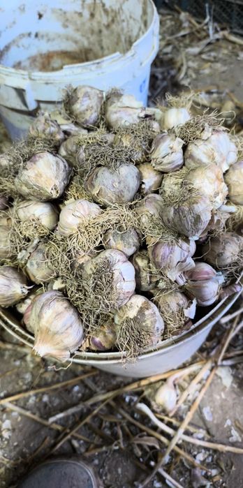 Sprzedam czosnek odmiany harnaś na kg
