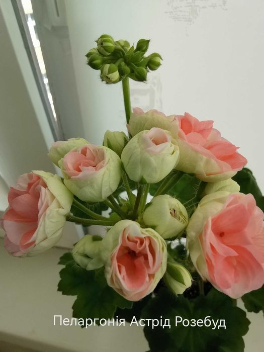 Продам кімнатну рослину пеларгонію  Астрід Розебуд