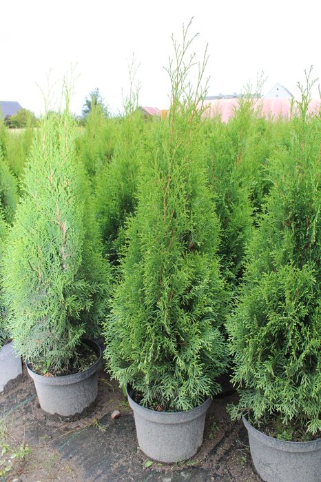 TUJA szmaragd 100-120cm, doniczka 7,5/10l