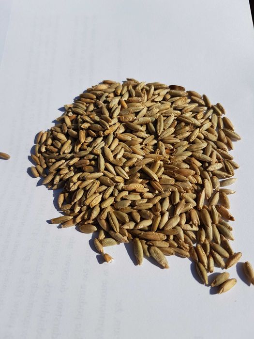 Żyto hybrydowe TUR, młynkowane. Zaprawa na mokro plus nawóz.