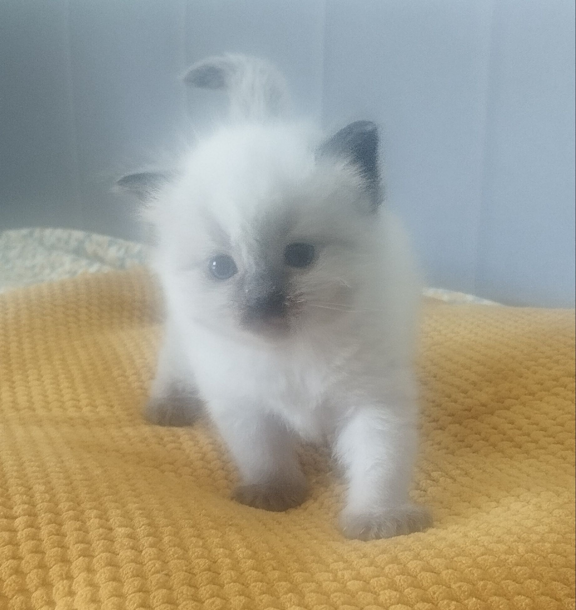Ragdoll Kocurek Seal Point-odbior sierpień