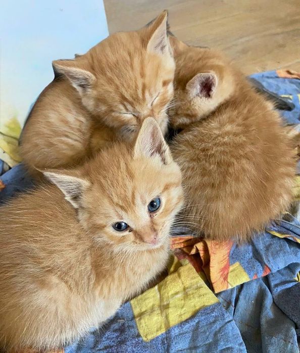 Котенята в добрі руки