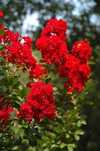 Lagerstroemia indyjska 'Dynamite' czerwone kwiaty/ na pniu
