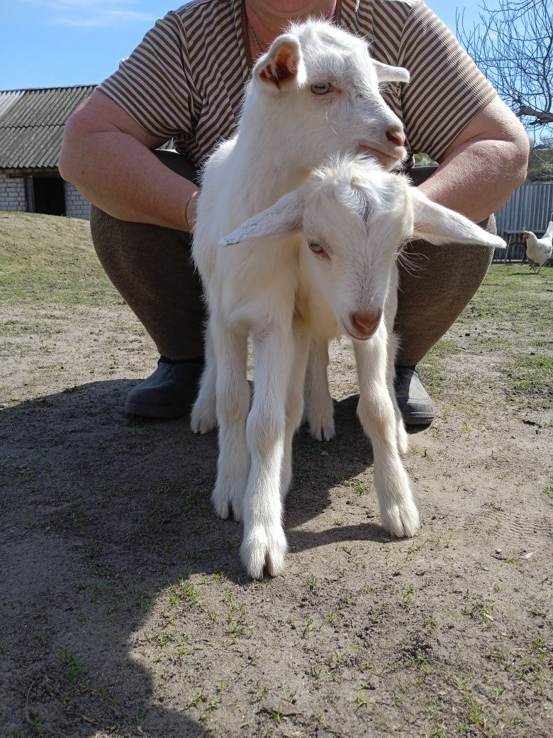 Продаються місячні козлята