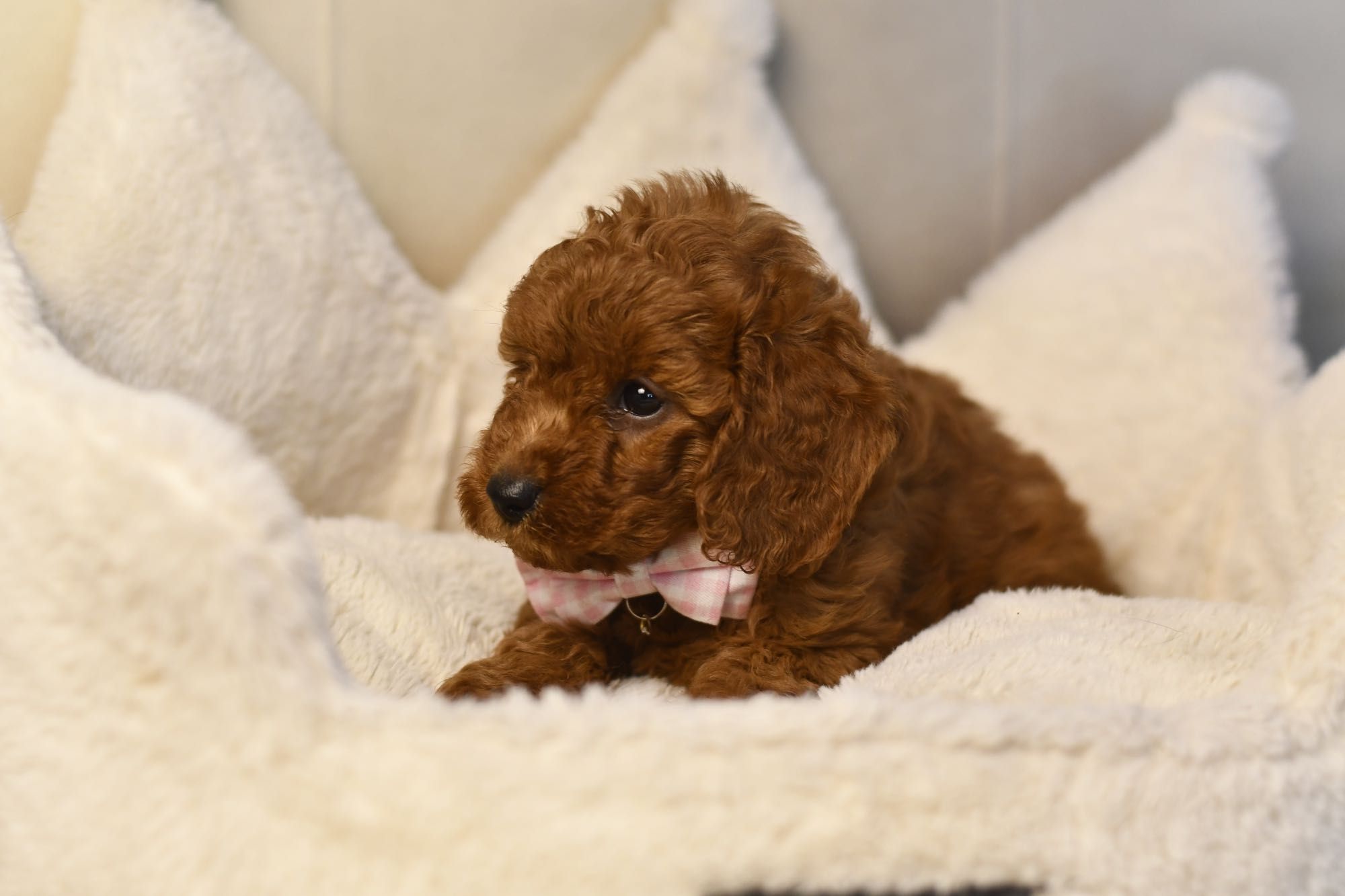 Cavapoo F1 RED BROWN wyjątkowa dziewczynka gotowa do odbioru
