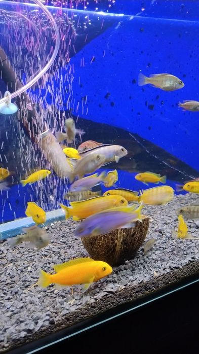 Ryby Pyszczaki Yellow Saulosi Rock Kribensis Acei inne