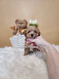 Maltipoo Mini Micro Неймовірні малюки