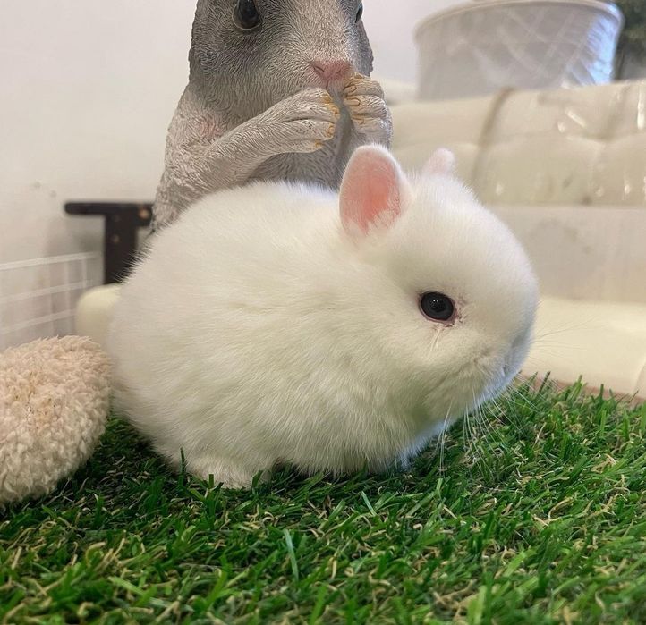 Coelhos anões mini + gaiola nova + alimentação adequada
