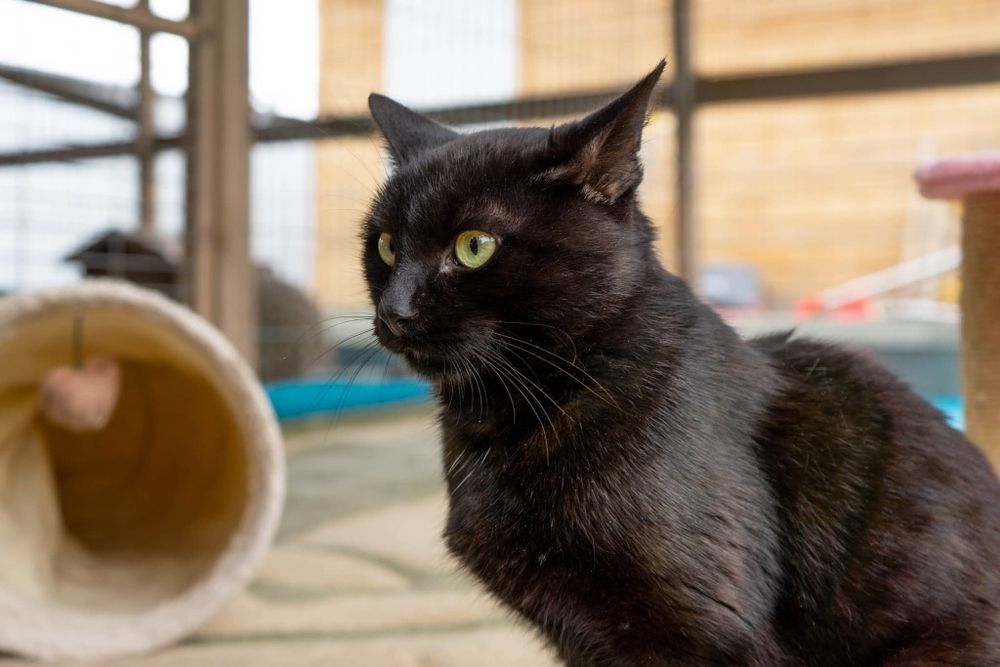 Czarny kot Venom czeka na dom w schronisku