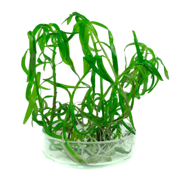 Heteranthera zosterifolia HETERANTERA PASKOWANA in vitro